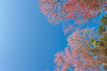 Prunus cerasoides in selective focus point