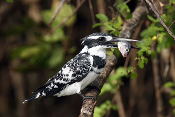 Wall Mural - The pied kingfisher (Ceryle rudis) sitting on thorny branch with a fish in its beak.Black and white kingfisher with prey on a thorny branch.