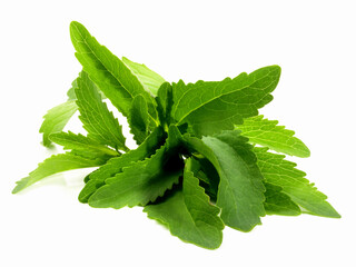 Wall Mural - Stevia Leaves on white Background - Isolated