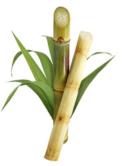 Canvas Print - Sugar cane isolated on white background