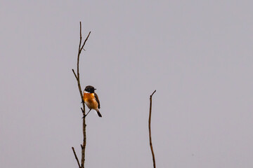 bird on a branch