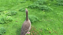 A Greylag Goose In St. James Park, London, United Kingdom. Camera Following The Animal.