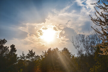 Forest Trees. Nature green wood sunlight Background.