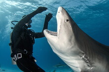 Tiger Shark And Scuba Diver On Bahamas