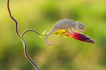 Macro shots, Beautiful nature scene baby grey chameleon