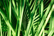 Close up of natural growing green palm leaves texture background