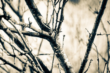 Poster - Tree in the late winter