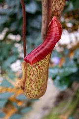 Canvas Print - Plante carnivore à Cameron Highlands, Malaisie