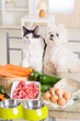 Small dog and cat observe the preparation of natural organic food