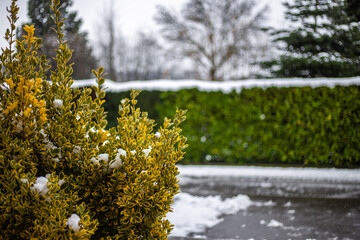 Closeup of bushes covered in the snow in a park at daytime with a blurry background