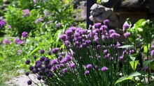 Garden Gnome Watches Over Bees Visiting Chive Flowers Exposed To Sun.