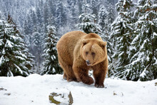 Wild Brown Bear (Ursus Arctos) In Winter Forest