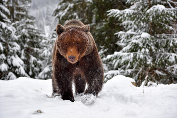 Wall Mural - wild brown bear (ursus arctos) in winter forest