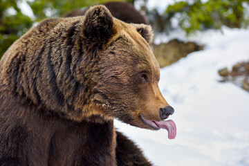 Wall Mural - beautiful close up portrait of the brown bear (ursus arctos)