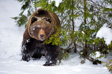 Wall Mural - wild brown bear (ursus arctos) in winter forest