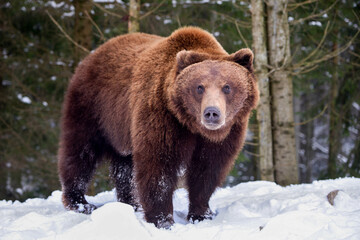 Wall Mural - wild brown bear (ursus arctos) on the snow