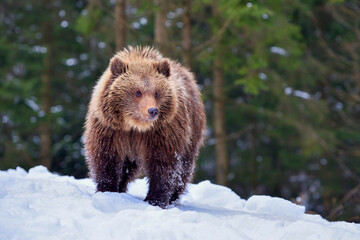 Wall Mural - cute little brown bear on the snow in winter forest