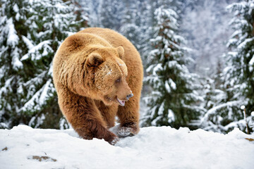 Wall Mural - wild brown bear (ursus arctos) on the snow