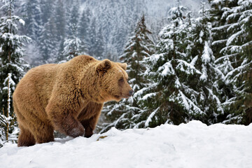 Wall Mural - wild brown bear (ursus arctos) on the snow