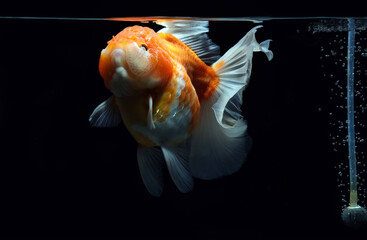 goldfish isolated on a dark black background	