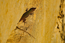 Filfola Maltese Lizard Is Natural Habitats Of Mediterranean Rocky Countryside