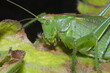 konik polny - zdjęcie makro konika polnego w otoczeniu przyrody, zieleni