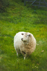 A cute fluffy sheep standing in a green field grazing. High Contrast Autumn Fall Theme.