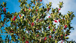 © Darío Peña - Ramas de acebo con frutos rojos sobre cielo azul