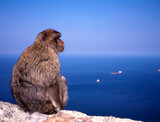 Fototapeta Łazienka - Close up of a wild Macaque or Gibraltar monkey
