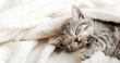 © Beton Studio - Cute tabby kitten sleep on white soft blanket. Cats rest napping on bed. Comfortable pets sleep at cozy home. Long web banner.