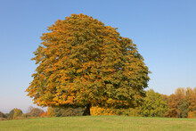 Horse Chestnut Tree (Aesculus Hippocastanum) Conker Tree In Autumn, Lengerich, North Rhine-Westphalia, Germany, Europe