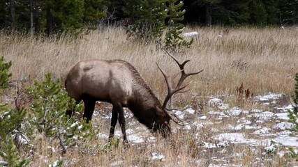 a bull elk moving through a field in the fall at yellowstone national park, wyoming. camera follows 