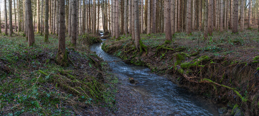 A hike through the forest in the Westerwald in winter