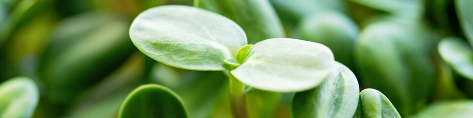 microgreen Foliage Background. Closeup of 9 days old sunflower sprouts. Seed Germination at home. Vegan and healthy eating concept. Sprouted basil germinated from high quality organic plant seed.