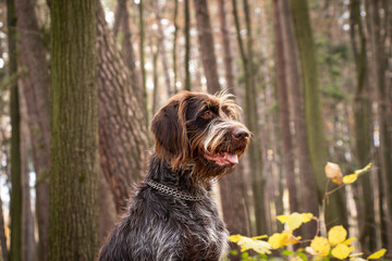 Closeup of a smiling female Rough-coated Bohemian Pointer, a Czech hunting breed. Tongue sticking out. Binary portrait of a pet in the wild. sail set champagne tone. Funny animal head