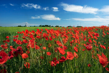 Fotomurales - Poppies in the fields of France
