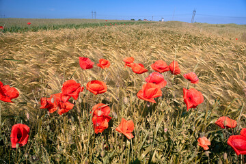 Fotomurales - Poppies in the fields of France