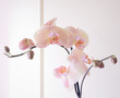 Delicate pastel pink orchid on anthracite background. Gentle home concept.
