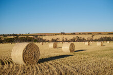 Bales Of Hay In A Paddock After Being Rolled.