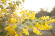 © Clare Seibel-Barnes/Austockphoto - Beautiful blossoms of golden wattle in the afternoon sunlight
