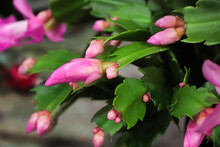 A Christmas Cactus Full Of Pink Buds
