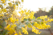 Beautiful Blossoms Of Golden Wattle In The Afternoon Sunlight