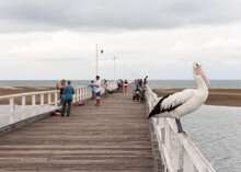 Pelican Sitting On A Pier With People In Background