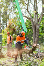Workman Using Chainsaw To Cut Branches Into Logs - Tree Removal