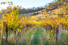 Rows Of Grape Vines In Autumn Colours
