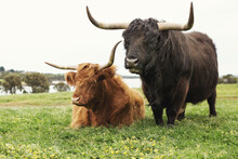 Close Up Of Highland Cattle At Phillip Island In Victoria