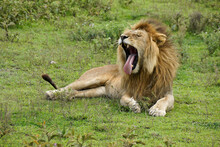 Male Lion Yawning, Ndutu, Ngorongoro Conservation Area, Tanzania