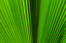 Extreme Close-up View Of Green Tropical Leaf