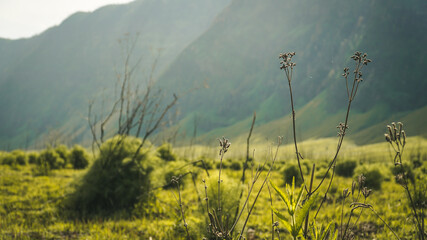 Wall Mural - Plants and flowers at foot of Bromo mountain, dry flower, grass, and greenery.