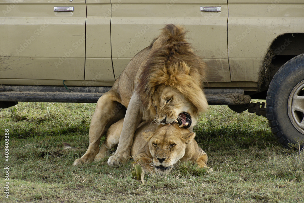 Lions mate in the shade of a safari vehicle on a hot day at Ndutu, in Tanzania's Ngorongoro Conservation Area. - obrazy, fototapety, plakaty 